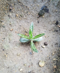 ���ֵĶ���