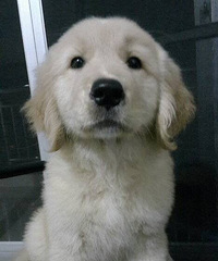 ��ë��Ȯĸ����