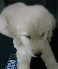 ��ë��Ȯĸ����