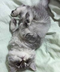 Ψè����ʳ���ɹ�����