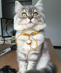 Ψè����ʳ���ɹ�����