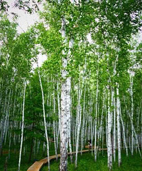 ��ĩ���£���Լ��Ӱ