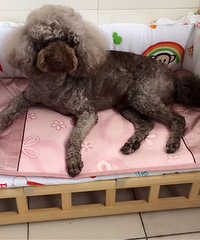 Ѱ�Ұ�ඹ����ػ�ɫ�����Ȯ