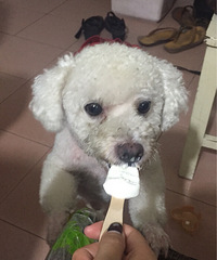 Ѱ����ʾ����һֻ����