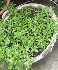 �����ġ������ʲô