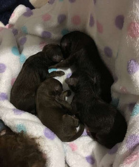 ���ۣ��Լ����Ĺ��������2��2ĸ������9��3��