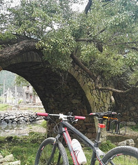 骑行莲花梯田拥抱千年古樟树