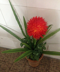 ����Ѥ�����