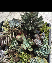 ��ɫ����Ŷ��