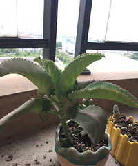 ��Ʊ� �����ɲ� ��֦ɢҶ