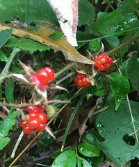 ֪����ˮ����