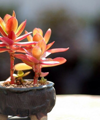 ����Ʊ����ҵĶ���