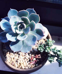 ����Ʊ���  ���װ��ζ���~