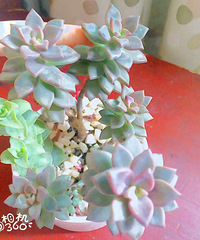 ����Ʊ���  ���װ��ζ���~