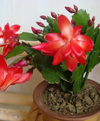 ����Ʊ����ҵĶ���