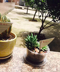 ��Ʊ�      ����