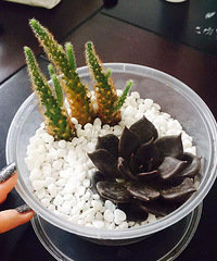 ��Ʊ�      ����