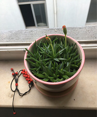 ����Ʊ����ҵĶ������ڻ�������