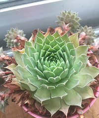 ��Ʊ�������ֲ��