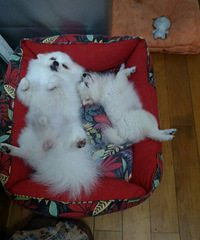 ����ֻ��˯��������Ҳ������