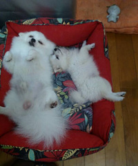 ����ֻ��˯��������Ҳ������