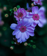 ��ϲ��һ����֯����������������Լ��