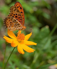 ��ϲ��һ����֯����������������Լ��