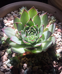 ����Ʊ����ҵĶ���