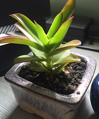 ����Ʊ����ҵĶ���