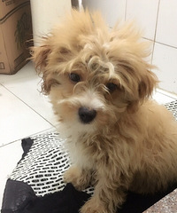 �������������Ե��