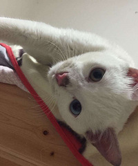 ��Ҳɹɹ�Ҽҵ���  ����è���ɱ�