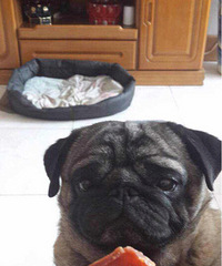 �������ˡ���ʳ���ٻ��ң�