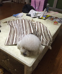 �������ˡ�����ҡ��