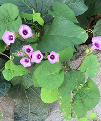 ���϶�����ʱ�򿴼���