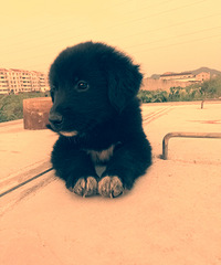 ���ۺ�ɫ����������Ȯ