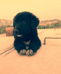 ���ۺ�ɫ����������Ȯ