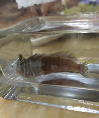 ����ʲô��ѽ��