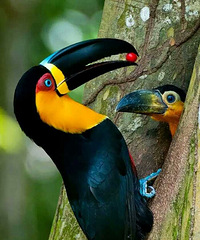 ������ĸ������