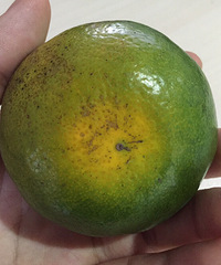 �����ٵ����ӵ���