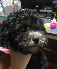 �����ۡ�����Ҫ��ɫ̩����