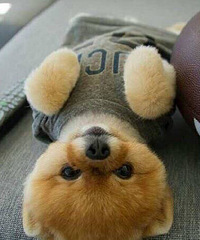 ������ô�ȣ�