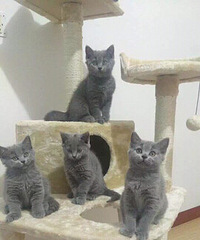 �����ۡ���ʣ4ֻ�����ա�