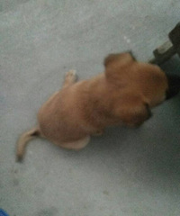 【赠送】幼犬求收养