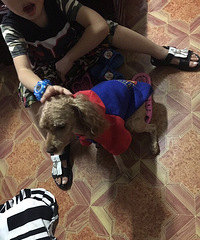 狗狗叫mony,于上周四在永泰花园走失,