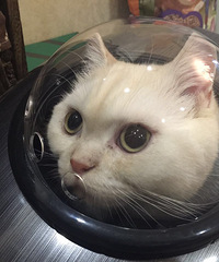 【犬粮】猫咪交友派对一缺三