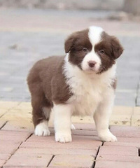 ����ֻĸ����