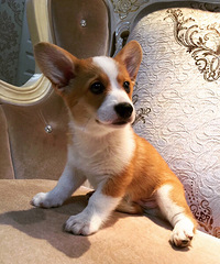 �ٺ��������ⷿ�Ƽ�