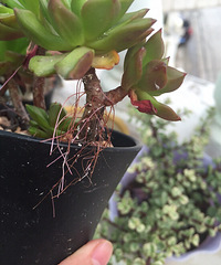 �ö��ɫ�ĳ棬��ô�죿