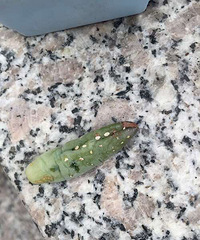 �ж����ᣬ��ⶾ