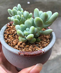 ��ȫ���ĵı����� �������������� ������